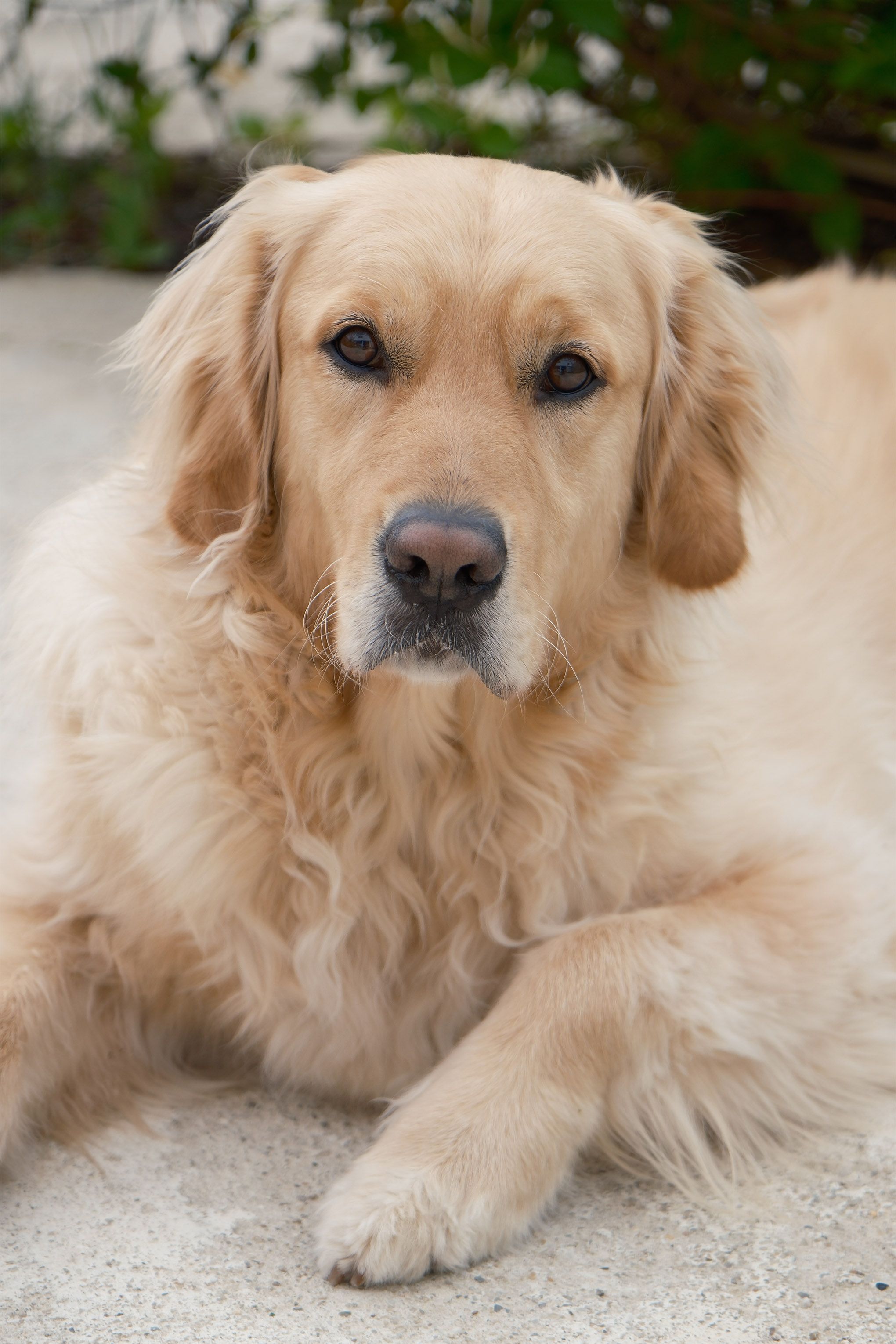 dog portrait photography